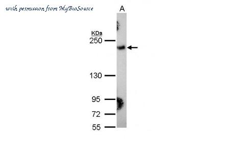 MyBioSource MBS837429 image 2