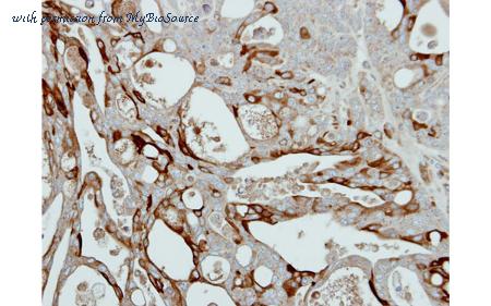 MyBioSource MBS837429 image 3