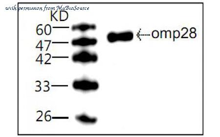 MyBioSource MBS838670 image 1