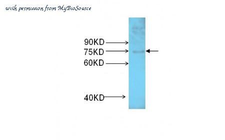 MyBioSource MBS839245 image 1