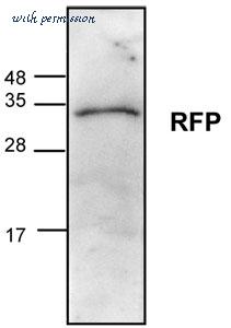 MyBioSource MBS840019 image 1