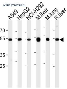 MyBioSource MBS840238 image 1