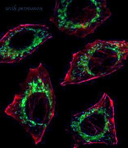 MyBioSource MBS840238 image 2