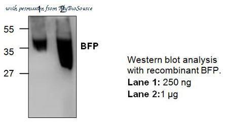 MyBioSource MBS840460 image 1
