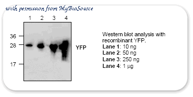 MyBioSource MBS840512 image 1