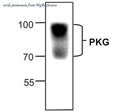 MyBioSource MBS840764 image 1