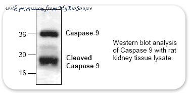 MyBioSource MBS841261 image 1