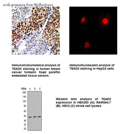 MyBioSource MBS846045 image 1