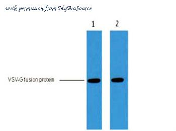 MyBioSource MBS8505639 image 1