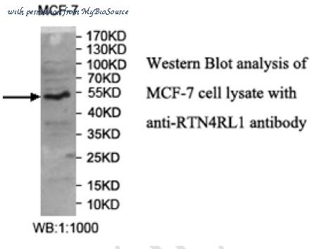 MyBioSource MBS8507136 image 2