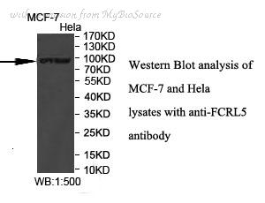 MyBioSource MBS8527018 image 1