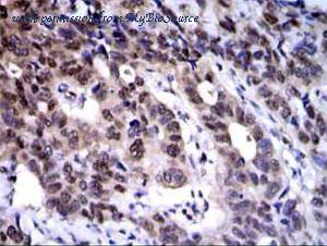 MyBioSource MBS8527680 image 1