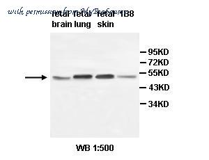 MyBioSource MBS852892 image 1