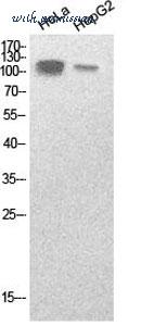 MyBioSource MBS8529268 image 1