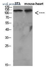 MyBioSource MBS8529268 image 2