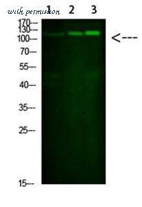 MyBioSource MBS8529268 image 3