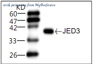 MyBioSource MBS855178 image 1