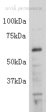 MyBioSource MBS857374 image 1