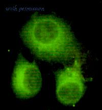 MyBioSource MBS857833 image 1