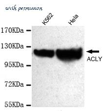 MyBioSource MBS857833 image 2