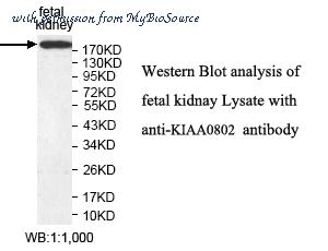 MyBioSource MBS859583 image 1