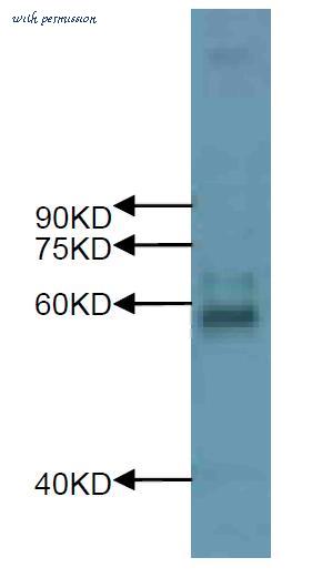 MyBioSource MBS859624 image 1