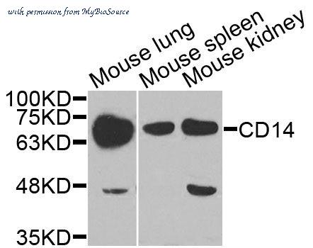 MyBioSource MBS9125192 image 1
