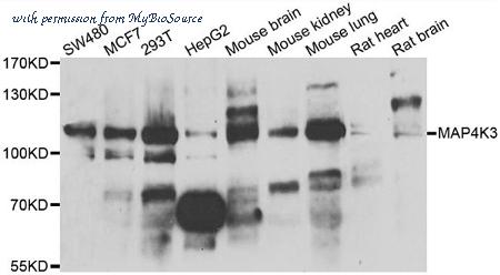 MyBioSource MBS9125307 image 1