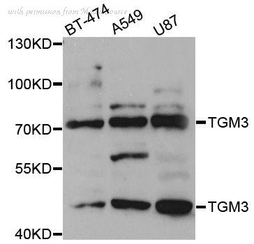 MyBioSource MBS9125679 image 1
