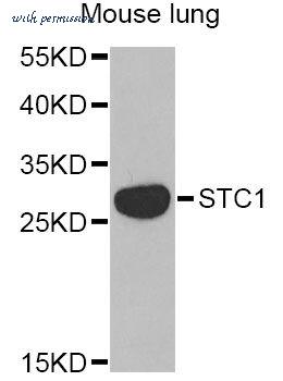 MyBioSource MBS9125880 image 1