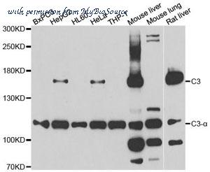 MyBioSource MBS9125960 image 1