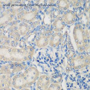 MyBioSource MBS9125960 image 3