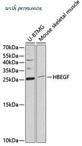 MyBioSource MBS9126009 image 1