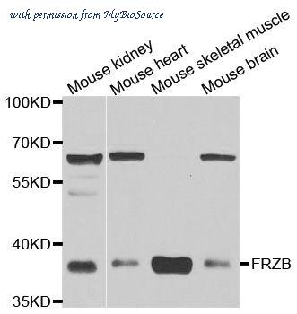 MyBioSource MBS9126066 image 1