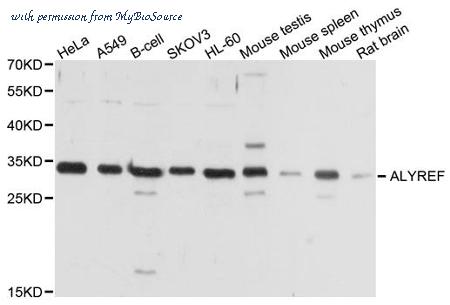 MyBioSource MBS9126309 image 1