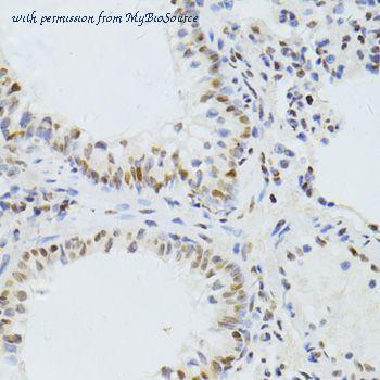 MyBioSource MBS9126309 image 2
