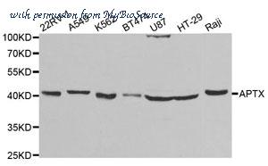 MyBioSource MBS9126730 image 1
