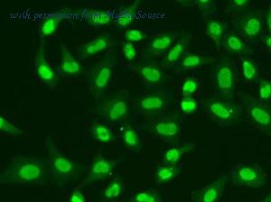 MyBioSource MBS9126730 image 2