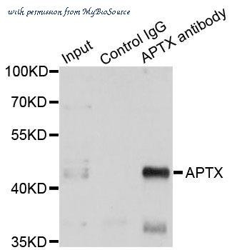 MyBioSource MBS9126730 image 3