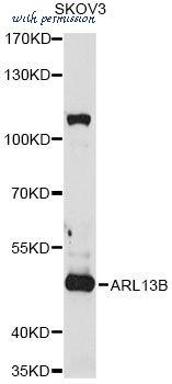 MyBioSource MBS9126992 image 1