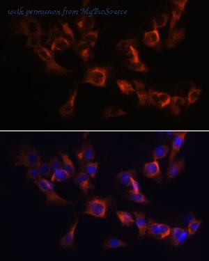 MyBioSource MBS9126992 image 2