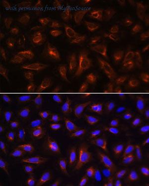 MyBioSource MBS9126992 image 3