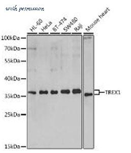 MyBioSource MBS9127114 image 1