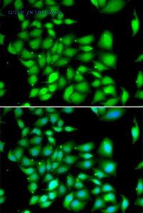 MyBioSource MBS9127114 image 2