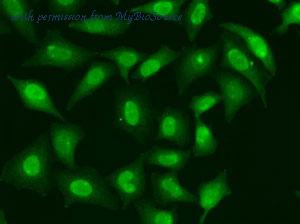 MyBioSource MBS9127114 image 3