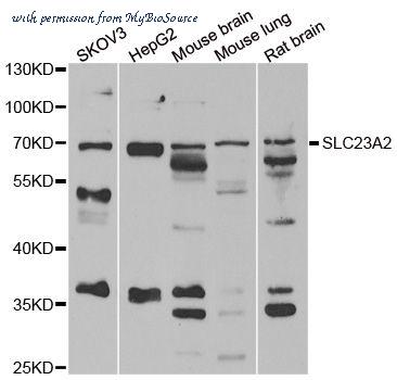 MyBioSource MBS9127227 image 1