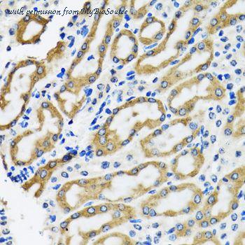 MyBioSource MBS9127227 image 3