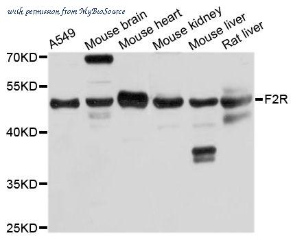 MyBioSource MBS9127538 image 1