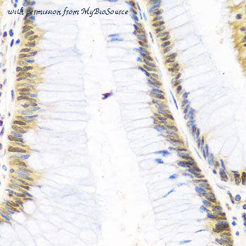 MyBioSource MBS9127629 image 2