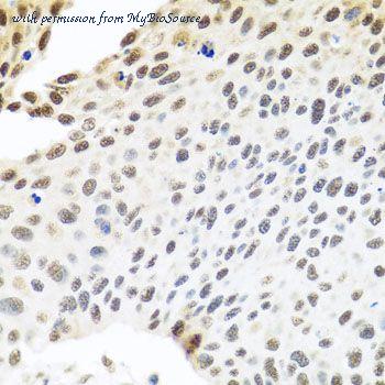 MyBioSource MBS9127629 image 3